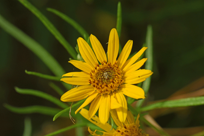 Resinbush has yellow or yellow-orange flowers; the numerous floral heads bloom on tips of long leaf-less stalks. Viguiera stenoloba